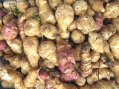 Fresh Jerusalem artichokes from Morocco