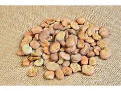 Dried fava beans Moroccan production