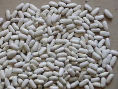 Haricots blancs secs production Marocaine