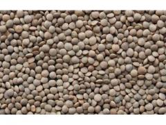 lentils of Moroccan production