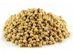 Chickpeas of very good quality Moroccan production