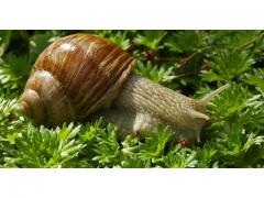 Marrakchia snail of Morocco