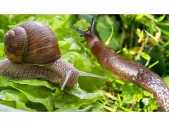 Marrakchia snail of Morocco