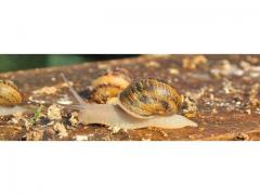 Bakri snail of Morocco