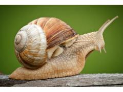 Bakri snail of Morocco