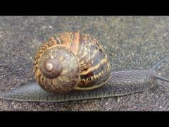 Moroccan laajal snail