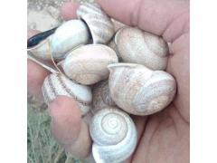 Moroccan bayyada snail